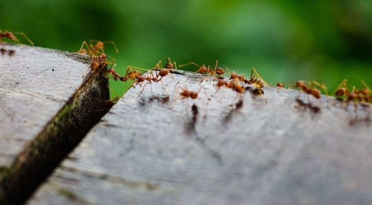 Ant trail on a fence rail