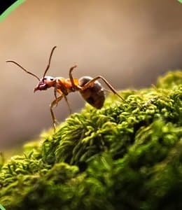 Ants