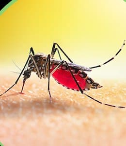 Mosquitoes