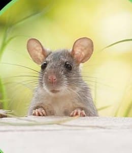 Rodent