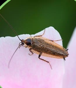 Roaches