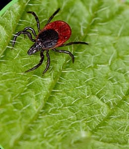 Ticks