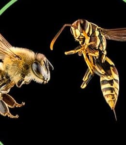 Wasps